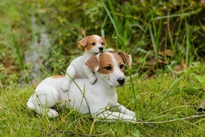 Mom & Baby Jack Russell Dog Garden Statue Yard Lawn Garden Decor Medium Size - Picture 1 of 7