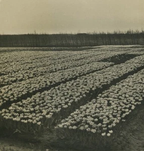 Pays Bas Haarlem Plantation de Tulipe ancienne photo stereo NPG 1900 #2 - Picture 1 of 3