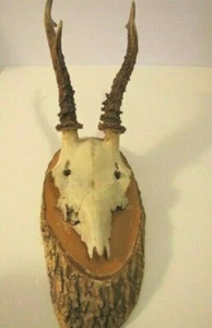 Small European Deer 1/2 Skull Mount Antlers from 1935 - Picture 1 of 4