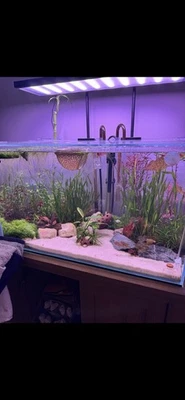 Complete Fish Tank Set Up For Sale - Image 1 of 4