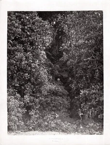 Tahiti. Lucien Gauthier. Sentier en Forêt. Photo Originale argentique 18x24cm. - Picture 1 of 3