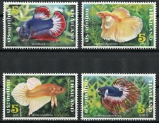 4 x National Aquatic Animal of Thailand Betta splendens 21.9.2020