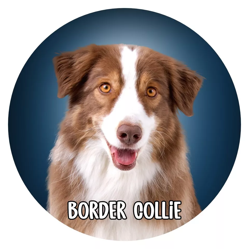 Hunde Aufkleber Sticker rund 10 cm Konturgeschnitten Hunde: Border Collie 04 - Bild 1 von 1