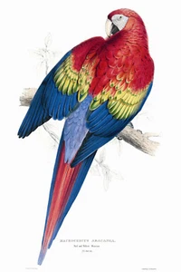 Vintage Gould Framed canvas Bird print parrot art painting 28" Australia - Picture 1 of 8