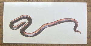 Vintage - 1962 - Gelles Widmer - Reptile CARD -34. Western Worm Snake - Picture 1 of 2
