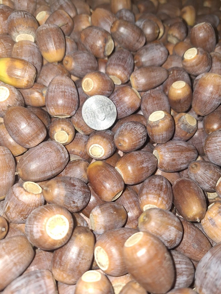 6lbs.White Oak Acorns. 2025 Float tested For Deer/tree Seed - Image 1 of 2