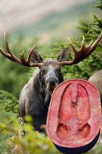 Molde de goma personalizado Bull Moose Alaska hacer huella de yeso regalo de turistas - Imagen 1 de 5