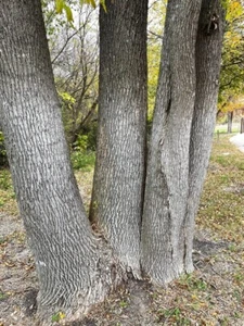 Green Ash Tree Seeds (Fraxinus Pennsylvanica lanceolata , 150 seeds - Picture 1 of 6