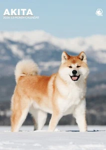 Akita Calendar 2026 – Majestic A3 Wall Calendar for Dog Enthusiasts - Picture 1 of 3