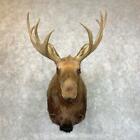 #23597 P | Eurasian Elk (European Moose) Shoulder Taxidermy Mount For Sale