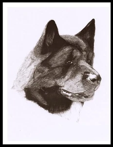 Akita Head Study Lovely A4 Dog Art Print Poster - Picture 1 of 1