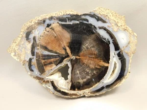 Eden Valley Petrified Wood Blue Forest Wyoming Polished Round #O10 - Picture 1 of 7