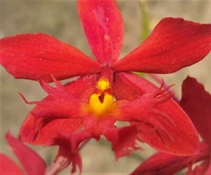 2 x Orchid Cuttings Red Crucifix Epidendrum cuttings Bloom all year round - Picture 1 of 2