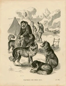 ESQUIMAUX AND THEIR SLED DOGS OLD ANTIQUE 1880 ENGRAVED DOG PAGE PRINT - Picture 1 of 1