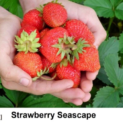 Seed Seascape Strawberry Big Fruit Until Mid-October Edible Seeds Great CANADA - Image 1 of 3