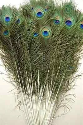10 Pcs PEACOCK TAILS Natural Feathers 12" 15" Craft/Art/Bridal/Costume/Halloween - Image 1 of 4