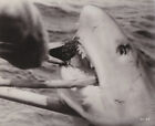1962 Press Photo Shark eats poisonous sea urchin in Mondo Cane Documentary Film