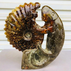 2.27lb Rare! Natural lizard Ammonite FossilSpecimen Shell Healing Madagascar - Picture 1 of 13