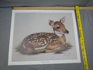 Harold Rigsby Whitetail Deer Fawn Limited Edition Signed /1000 Lithograph Print - Bild 1 von 7