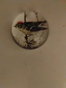 Vintage Domed Glass Decorative Paper Weight Bird On Branche Colorful 3-1/8"Deep - Picture 1 of 3