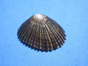 Cellana exarata (Reeve, 1854) LAPA ENDÉMICA HAWAIANA (34,5 mm) - Imagen 1 de 5
