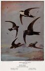 Collection of Swifts - CUSTOM MATTED - 1932 Vintage Bird Art Print