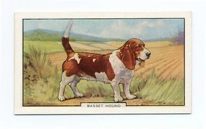 BASSET HOUND GALLAHER 1938 DOGS 2nd SERIES DOG CIGARETTE CARD #42 - Foto 1 di 2