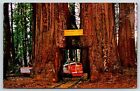 Piercy California~Confusion Hill Miniature Train~Drive Thru Sequoia~US 101~1960
