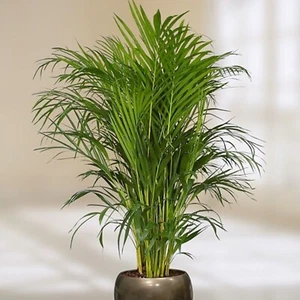 15 semillas de palmera mariposa Areca - Dypsis lutescens - semillas de plantas de interior - Imagen 1 de 8