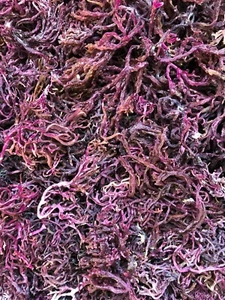 Mosgo marino orgánico púrpura Gracilaria hecho a mano silvestre Dr. Sebi grado musgo marino St Lucian - Imagen 1 de 3