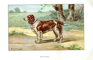 Stampa Antica CANE = WELSH SPANIEL = Primi del 900 = DOG Old Print (33) - Picture 1 of 1