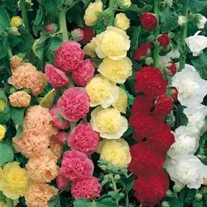 Colourful Hollyhock Roses seeds, Beautiful Tall Blooms for Gardens & Flower Beds - Bild 1 von 2