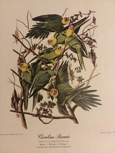 JJAudubon Carolina Parakeet 12x15.75 Havell #6 Plate XXVL quality Print - Picture 1 of 18