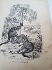 John Kinsley. 1884 Mammals. Giant Kangaroo. Antique Book Print. Bird. Europe