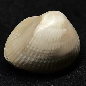 49gr vongole bivalvia lucide naturali PELECYPODA grezze fossili - Foto 1 di 6