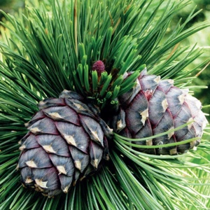 Pinus cembra (Arolla Pine) Tree Seeds, High-Altitude Native, Longevity - Picture 1 of 4