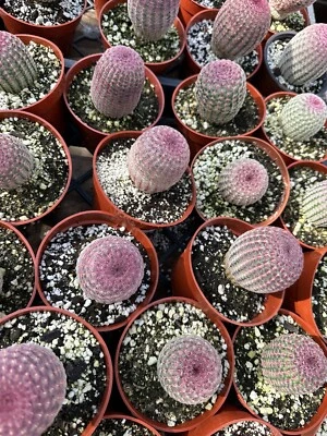 Rainbow Hedgehog Cactus - Echinocereus rigidissimus rubrispinus - Image 1 of 2