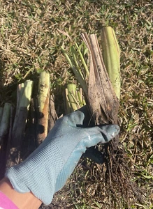 4 Live Free 1 Rooting lemongrass Mosquito repel,ready to plant,Tea, Cooking. - Picture 1 of 22
