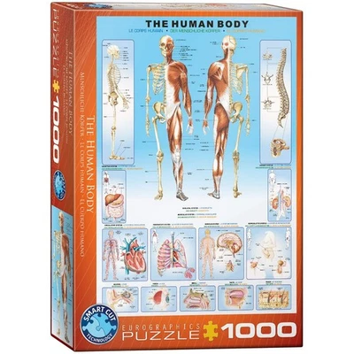 1000piece jigsaw puzzle Eurographics human body 6000-1000 - Image 1 of 2