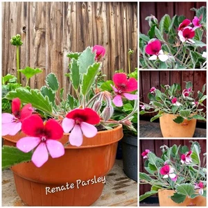 Pelargonie Geranie Pelargonium "Renate Parsley" Wildart Jungpflanze blühend - Bild 1 von 5