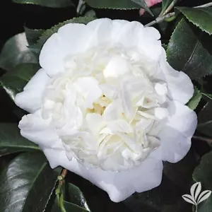 **SNOW CHAN**Unique Bloom**Camellia Japonica-Live Starter Plant -USA SELLER- - Picture 1 of 6