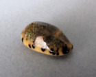 Cypraea Felina Felina 18,4 mm Gem  Madagascar
