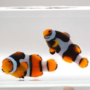 Half Black Onyx Percula x Onyx Picasso Clownfish Pair WYSIWYG H37 / ARS Clownfis - Picture 1 of 2