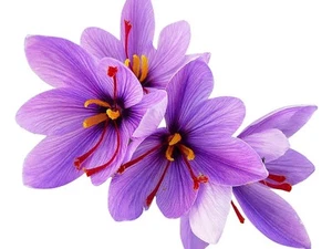 20 Jumbo Saffron Crocus Corms 9/10 cm for High-Yield Harvest 2024 - Picture 1 of 5