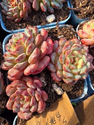 Imported fat ball succulent 1pc - Image 1 of 3