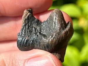 Florida Fossil Juvenile Mastodon Tooth Pleistocene Ice Age Mammal Partial - Picture 1 of 13