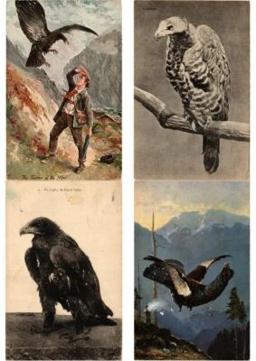 HUNTING PREDATOR Birds 87 Vintage Postcards Mostly pre-1950 (L2842) - Photo 1/4