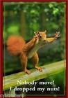 Funny Squirrel Dropped Nuts  Refrigerator / Tool Box Magnet Ad 