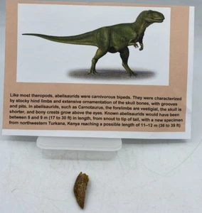 Abelisaurus Raptor Teeth Cretaceous Dinosaur Morocco COA Real No Repair A61 - Picture 1 of 2