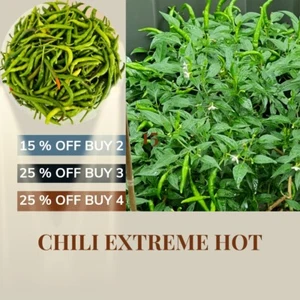 Chili Super Hot Bangladeshi Long Green Peppers (মরিচ) Australian Grown Seeds - Picture 1 of 8